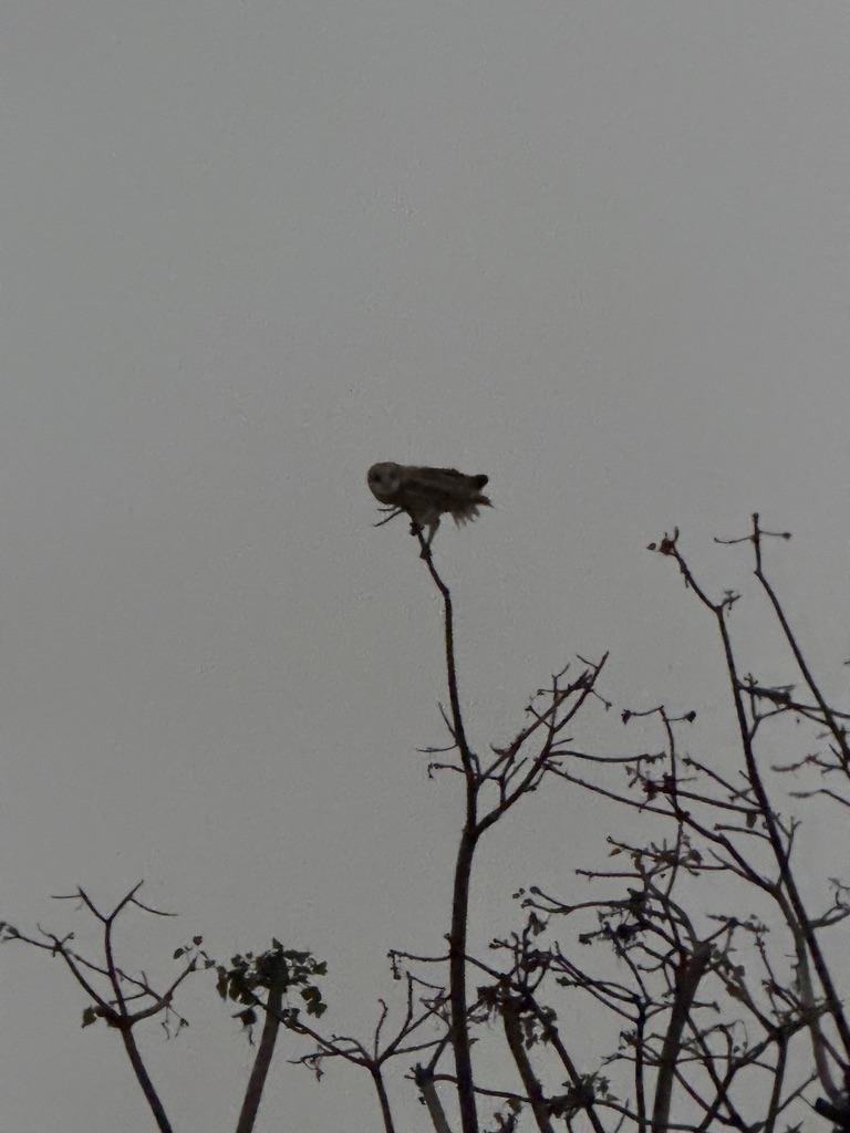 Hawk on a branch