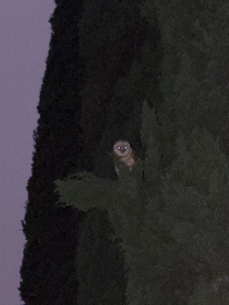Owl in a tree