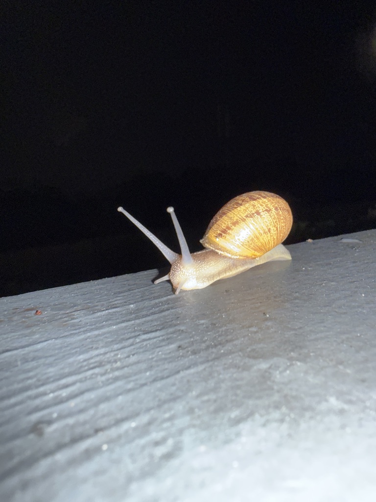 Snail
